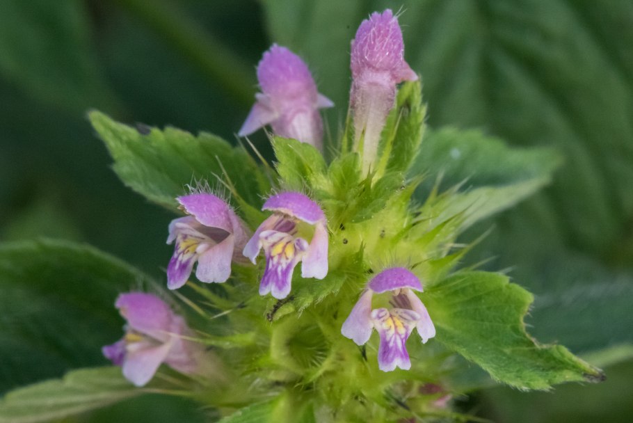 Tapeinochilos (тапейнохилос) pubescens