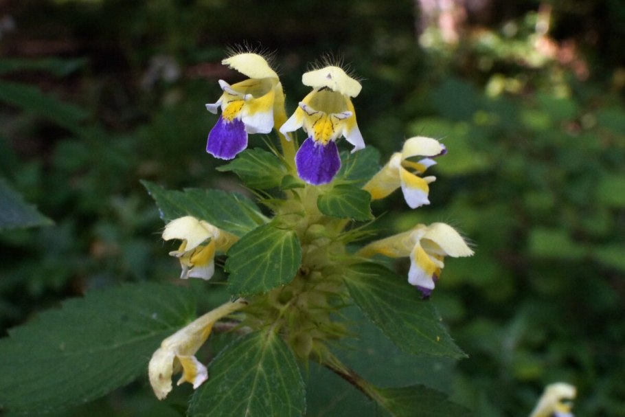 Пикульник обыкновенный
