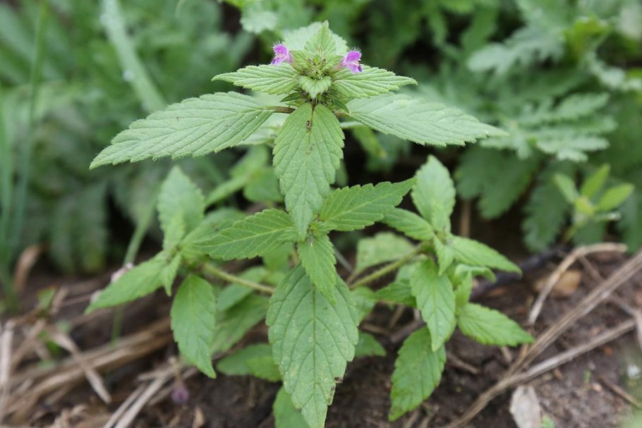 Пикульник ладанниковый