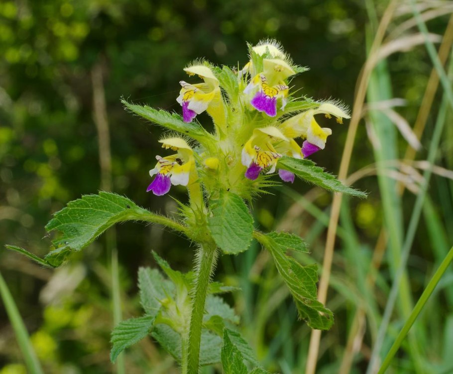 Глухой жабрей