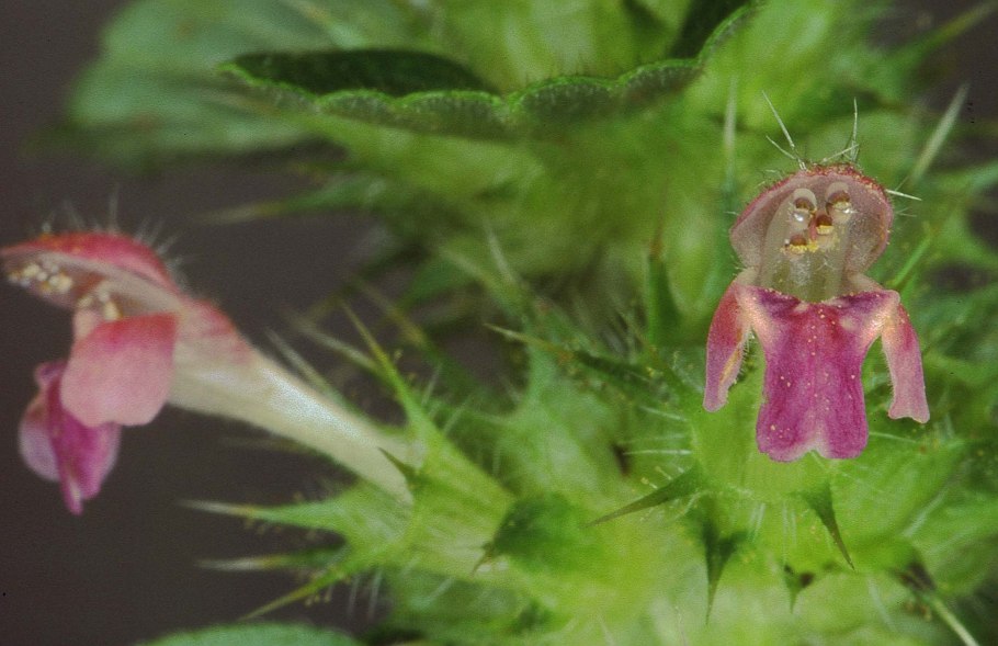 Пикульник обыкновенный сорняк