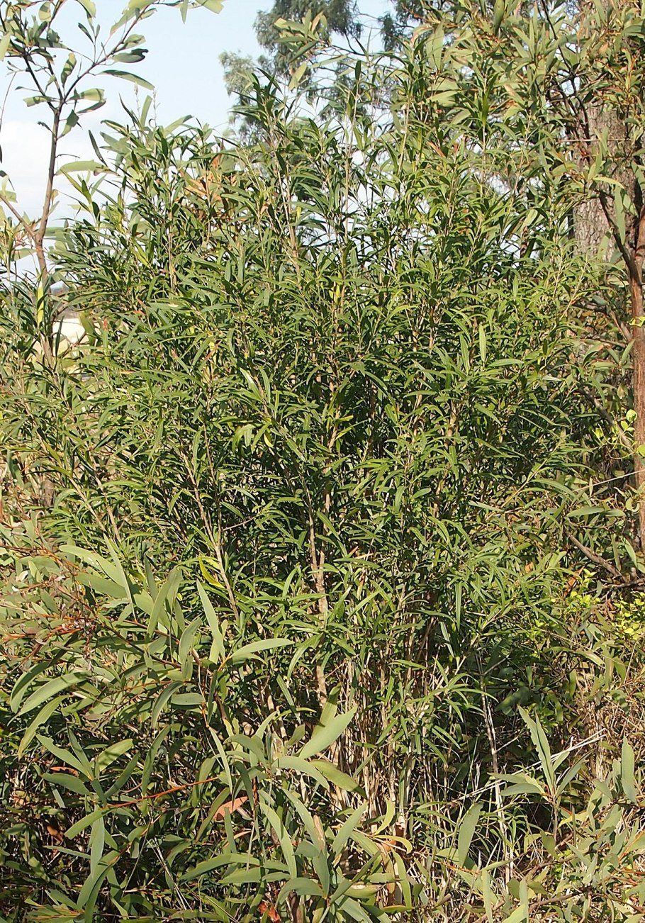 Алектрион дерево