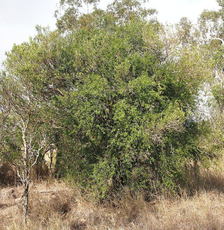 Ариллус семени