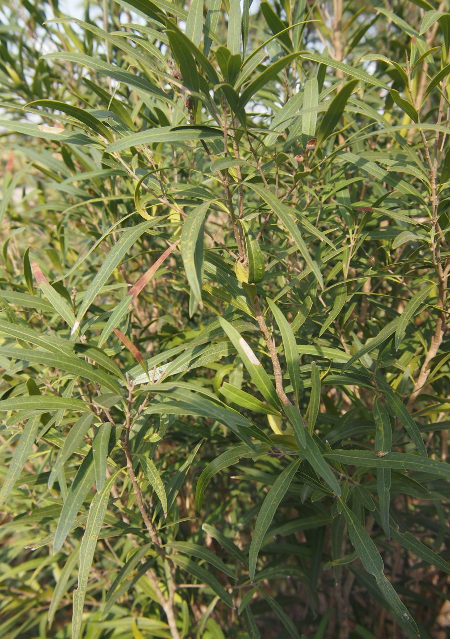 Entelea arborescens