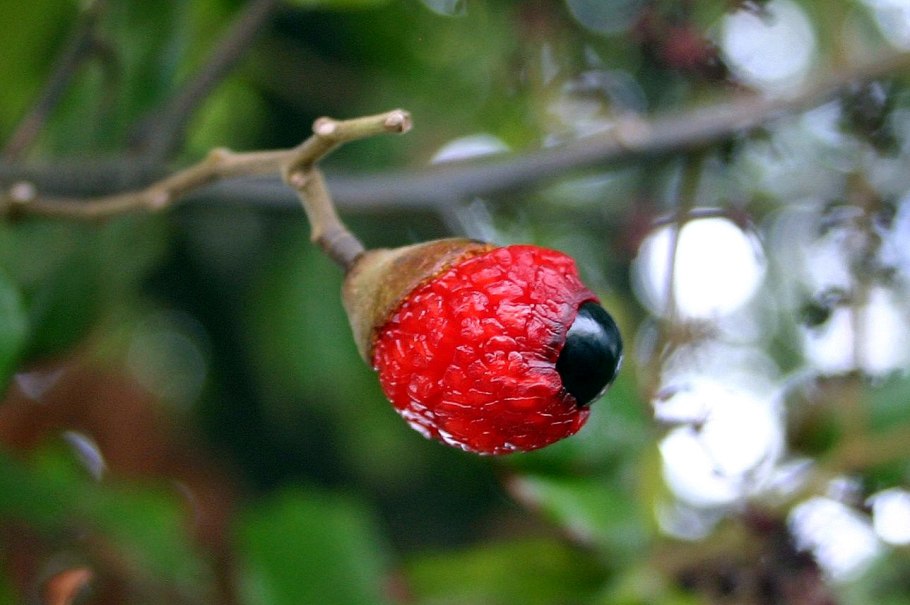 Алектрион дерево Израиль