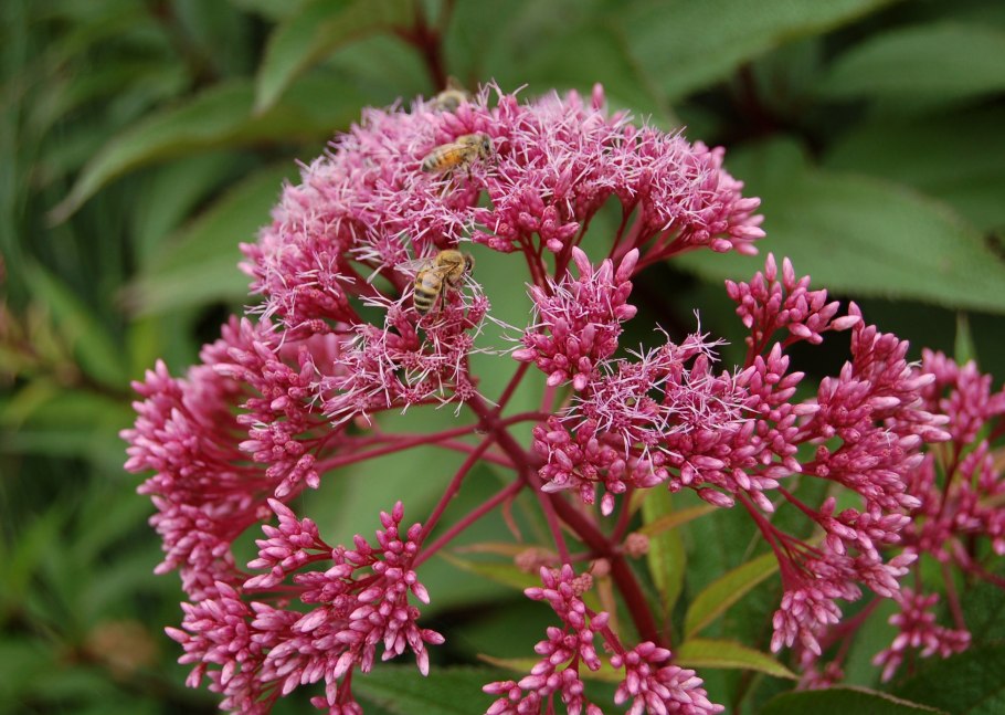 Цветок Аурелия японская