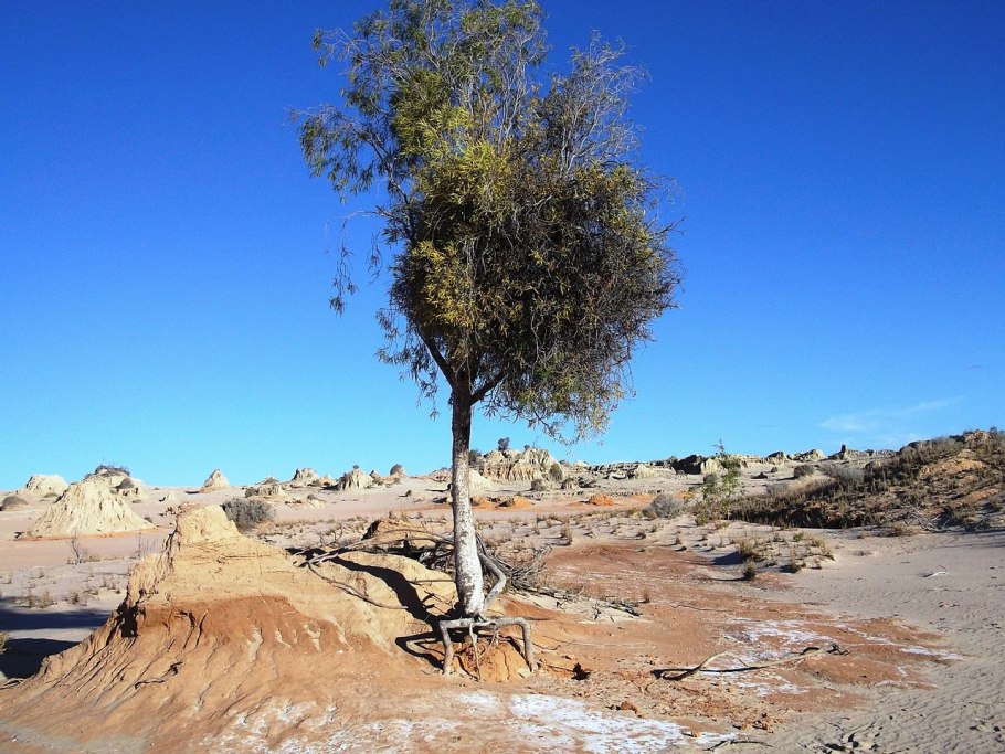 Alectryon coriaceus растение