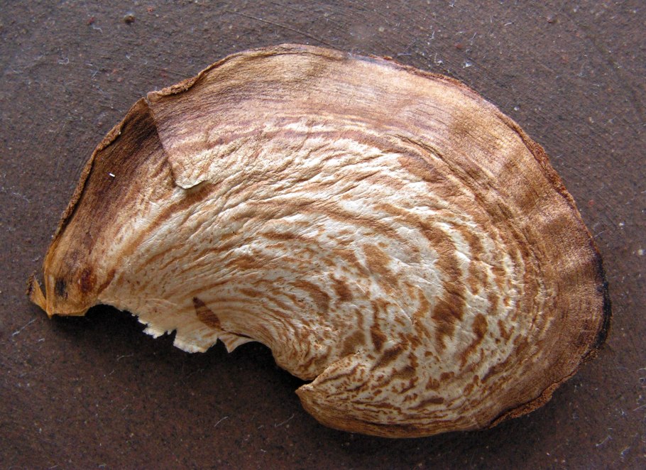 Присемянником (ариллусом)