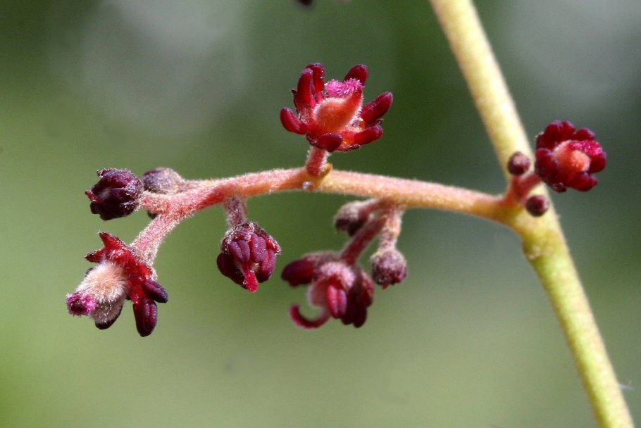 Alectryon tomentosus