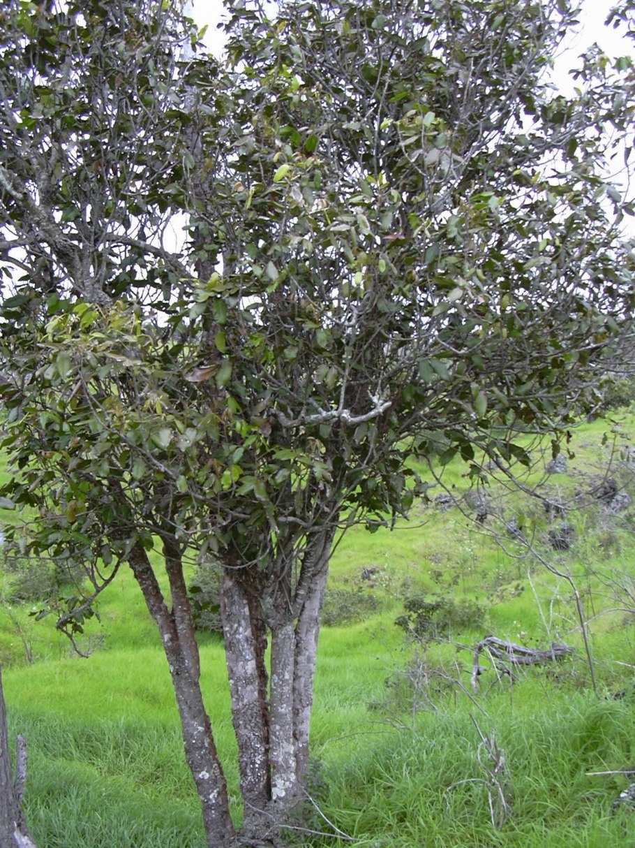 Alectryon tomentosus дерево