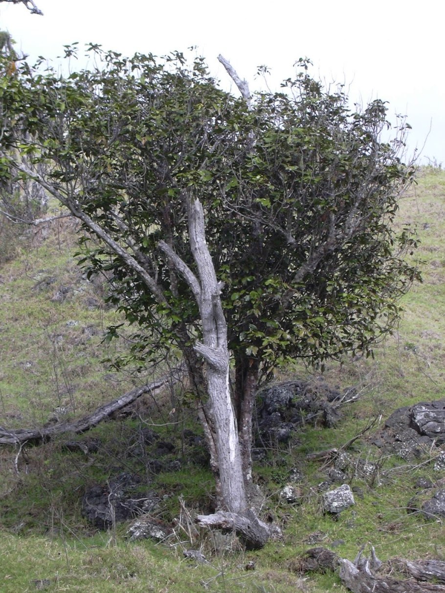 Эриокаулон Кимберли