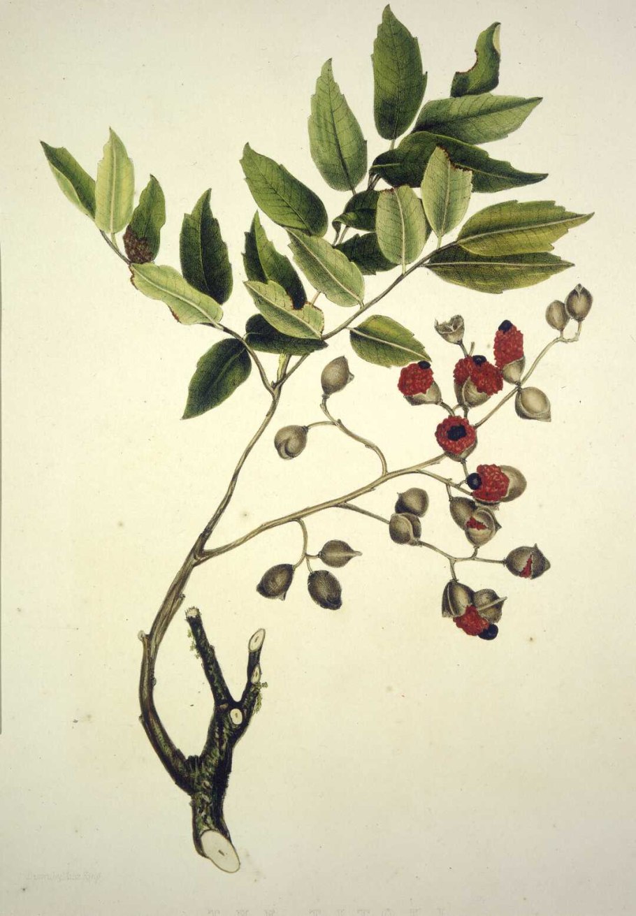 Ботаническая иллюстрация