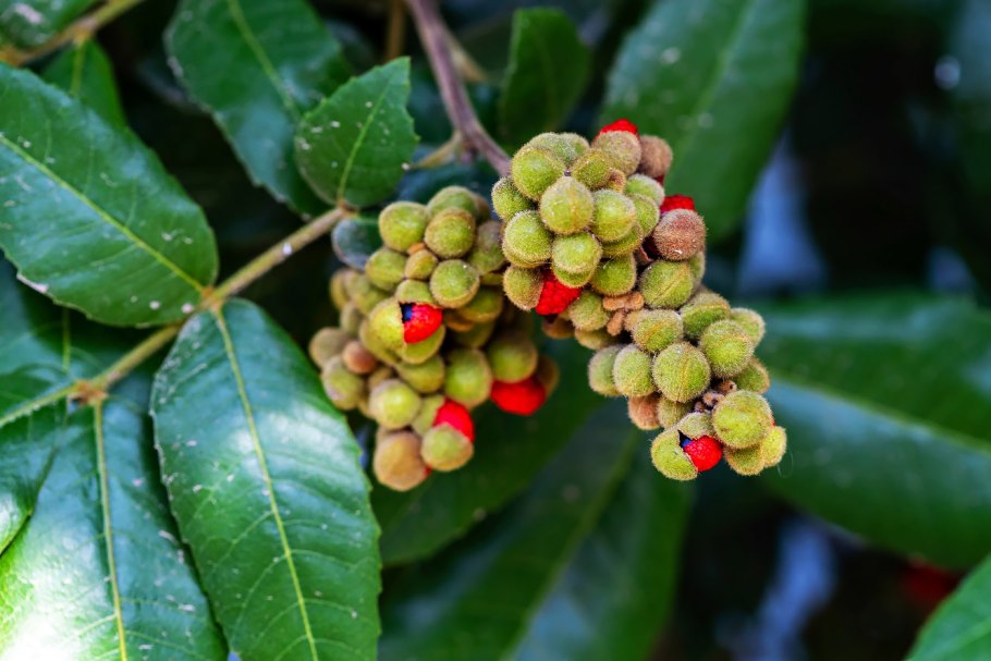 Алектрион войлочный дерево