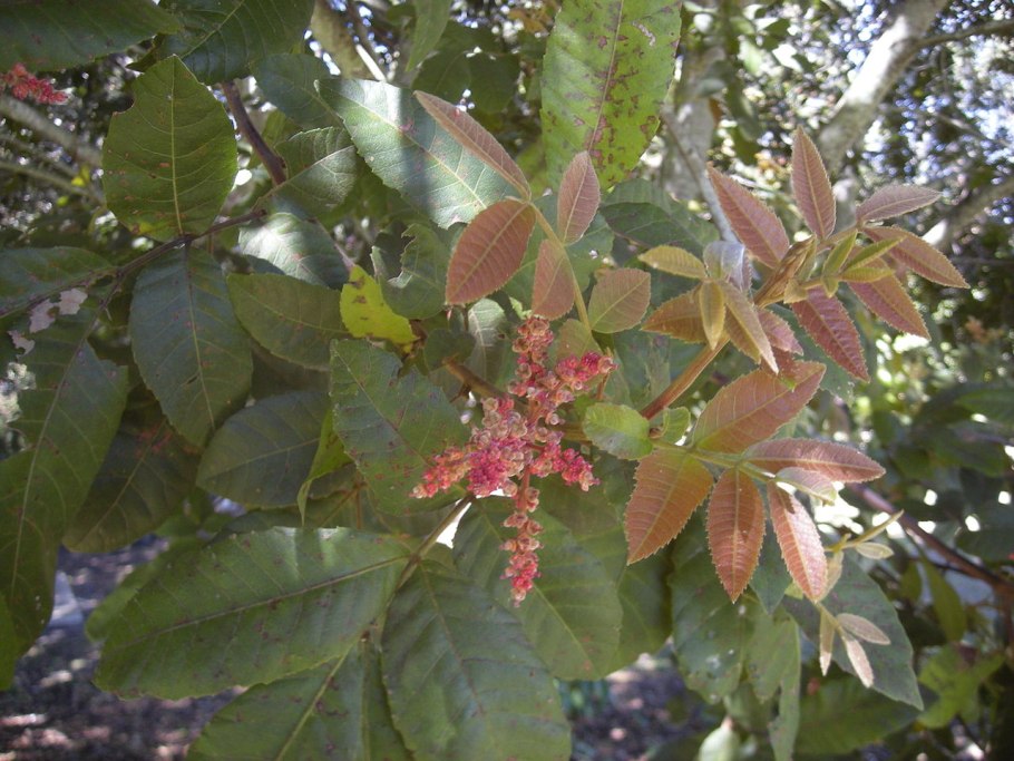 Alectryon tomentosus дерево