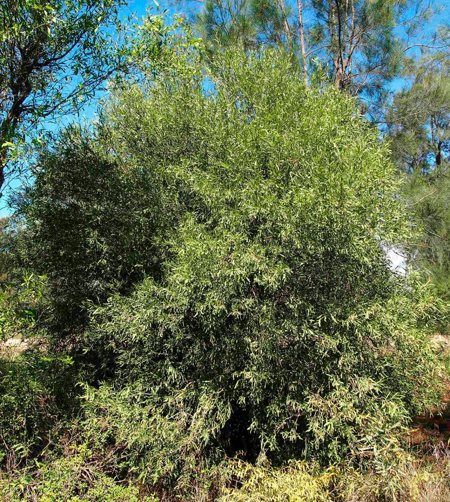 Alectryon coriaceus растение