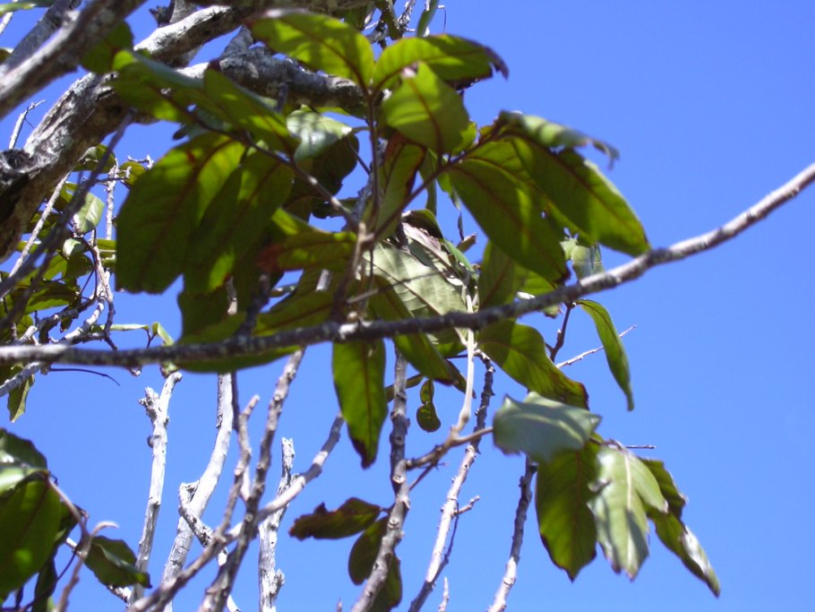 Ариллус тиссовых