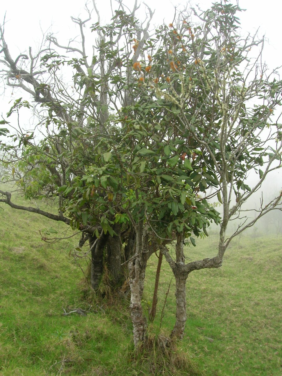 Alectryon coriaceus растение