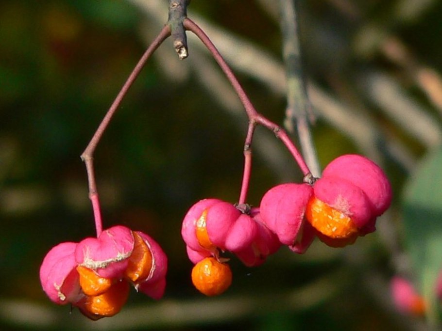 Кроталярия Колибри