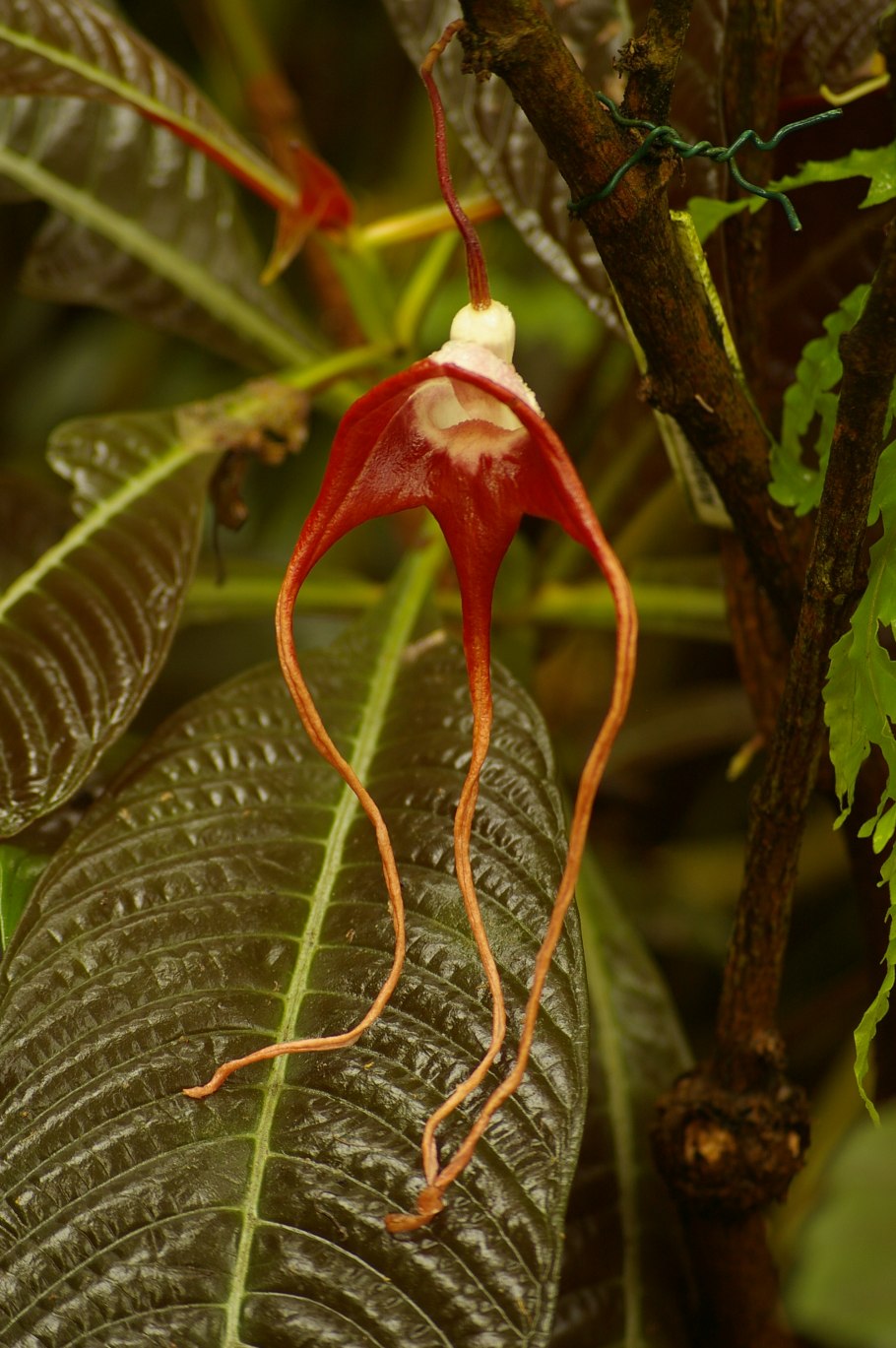 Aristolochia tricaudata