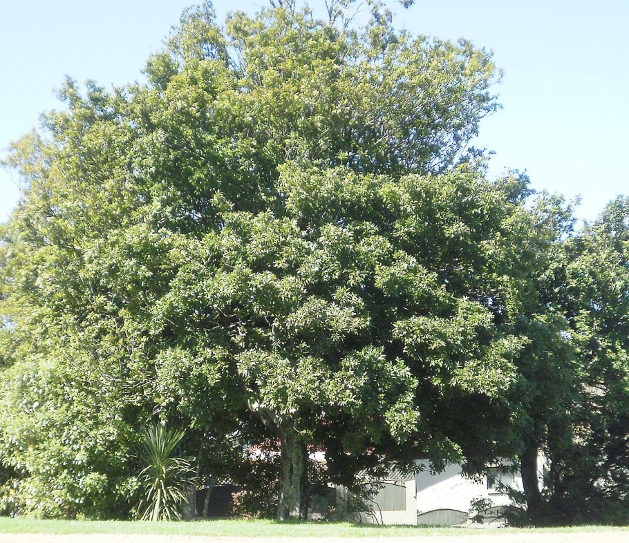 Алектрион дерево