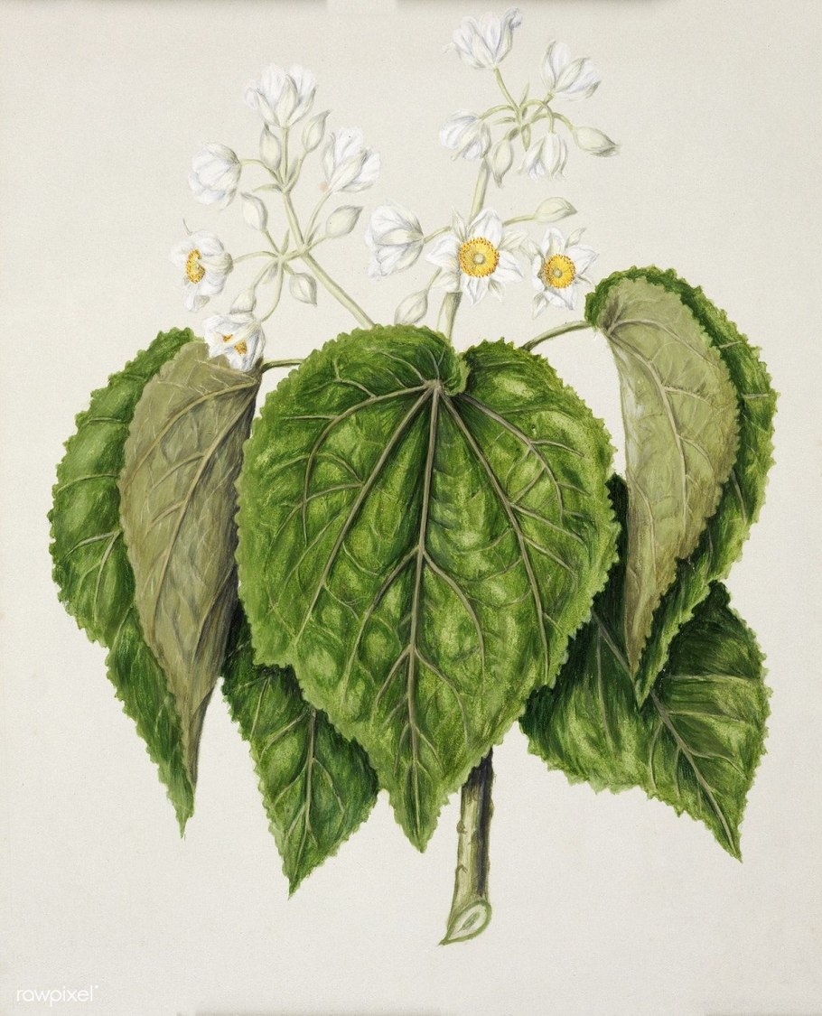 Aristolochia trilobata