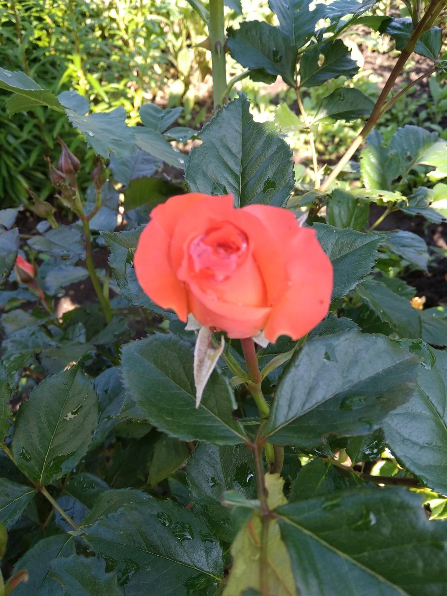 Вахта Menyanthes trifoliata