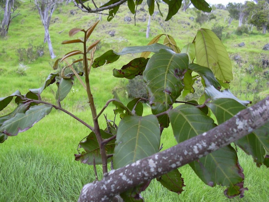Горянка Юнга youngianum niveum