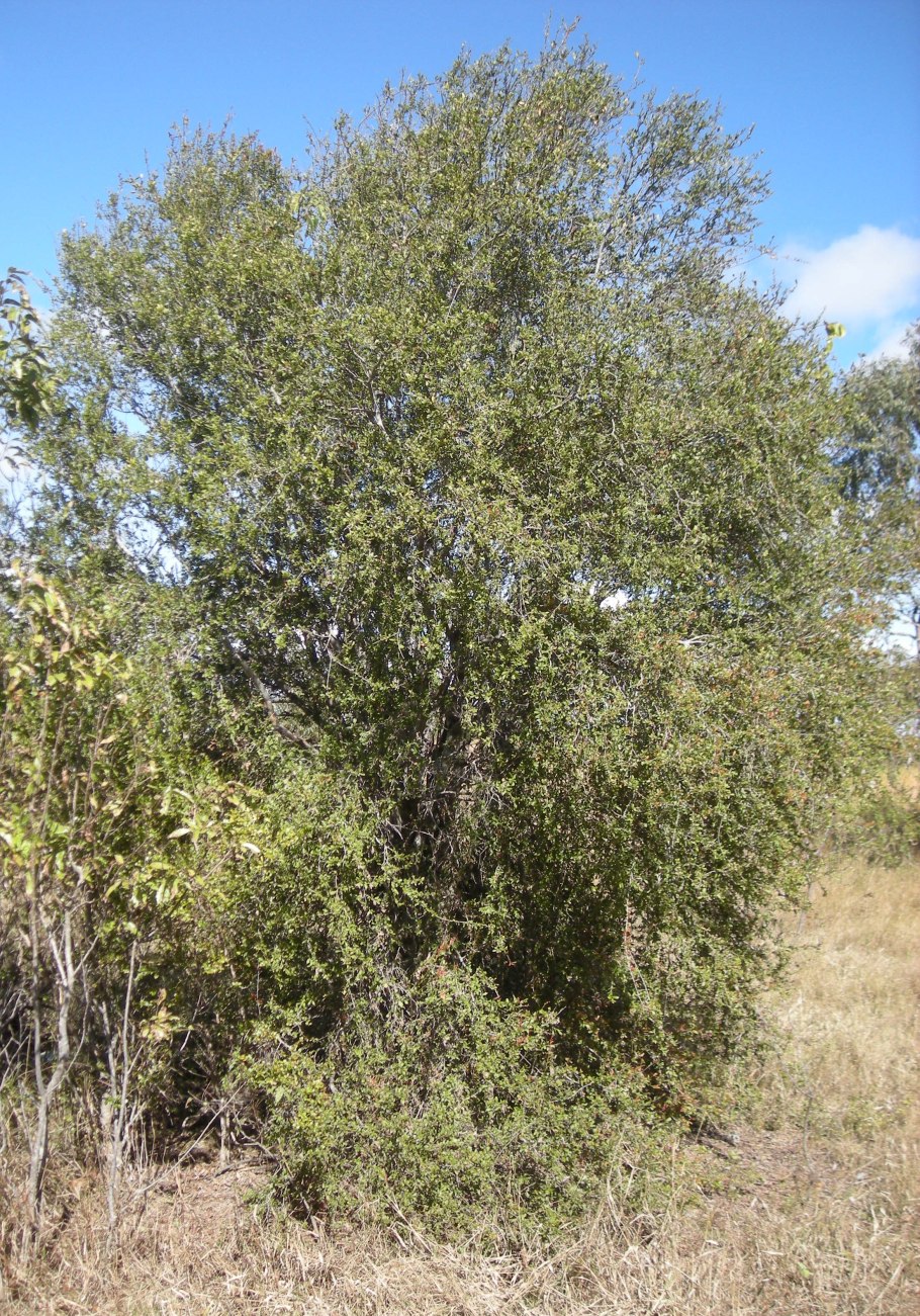 Акорус ГРАМИНЕУС