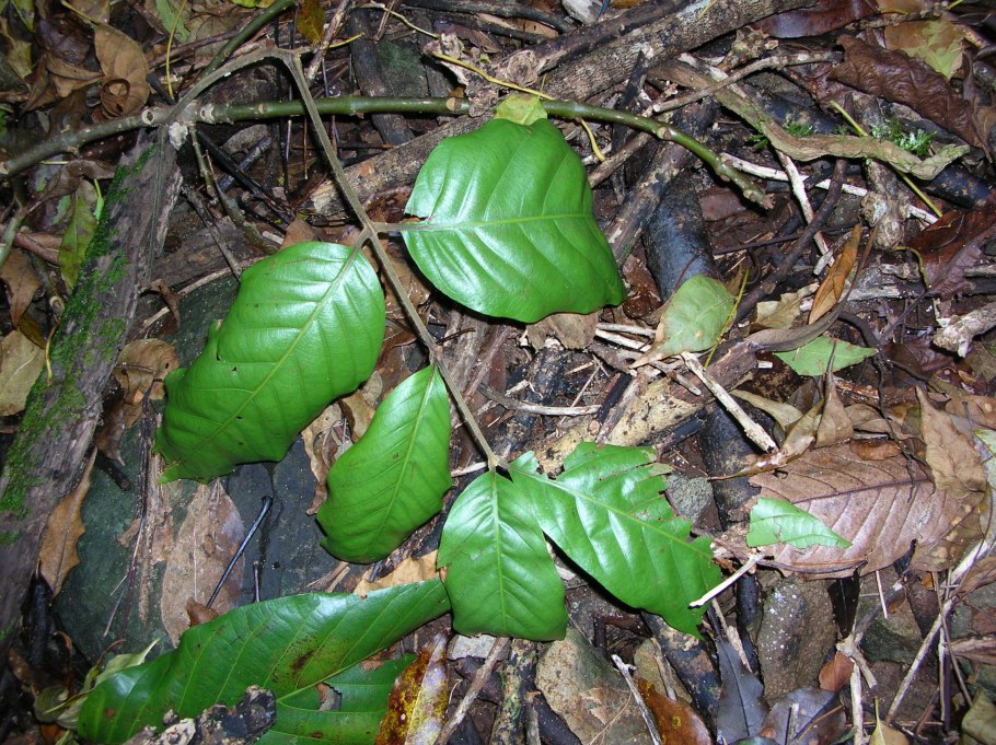 Tecomanthe speciosa