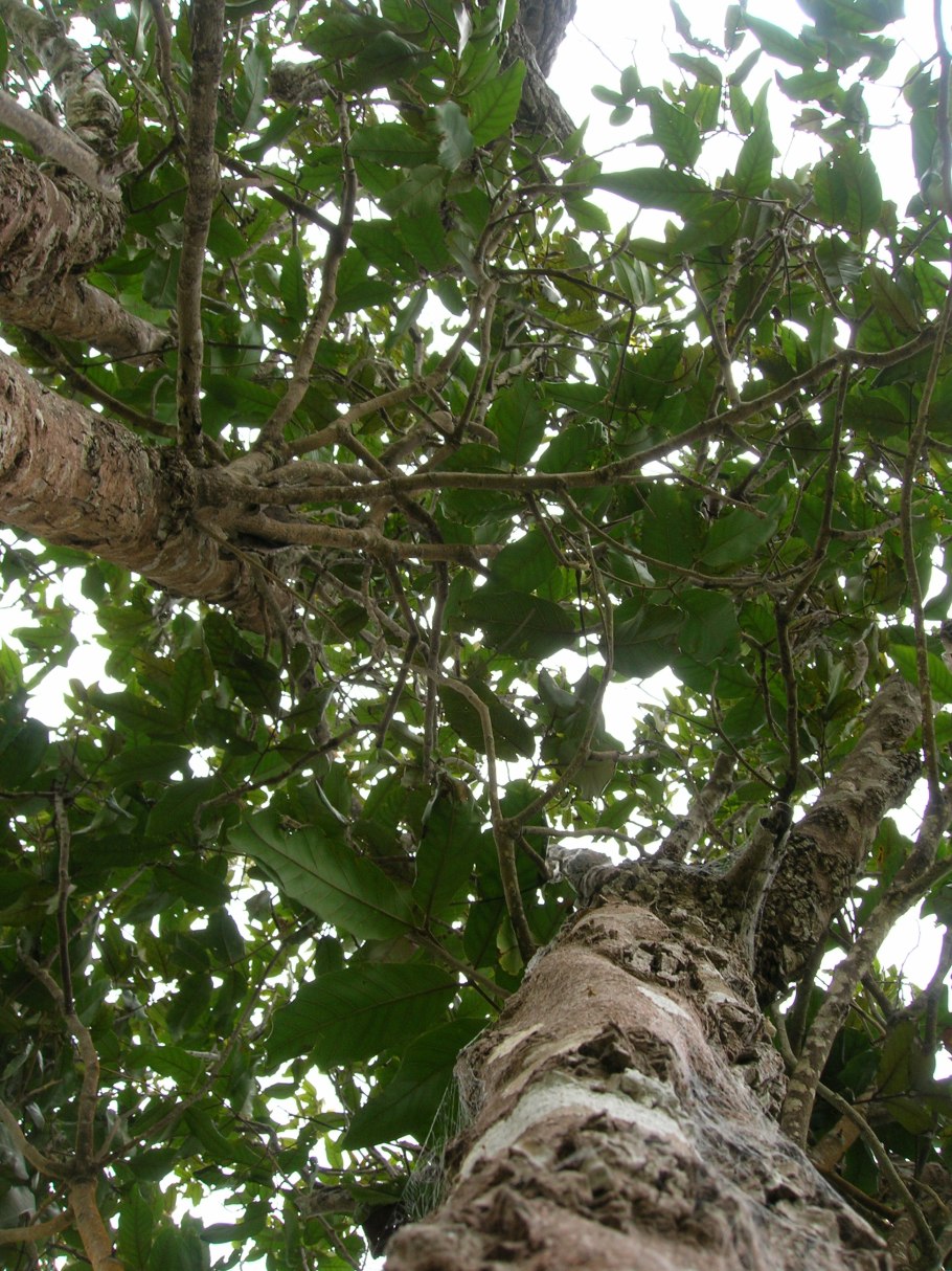 Каллиандра Calliandra дерево