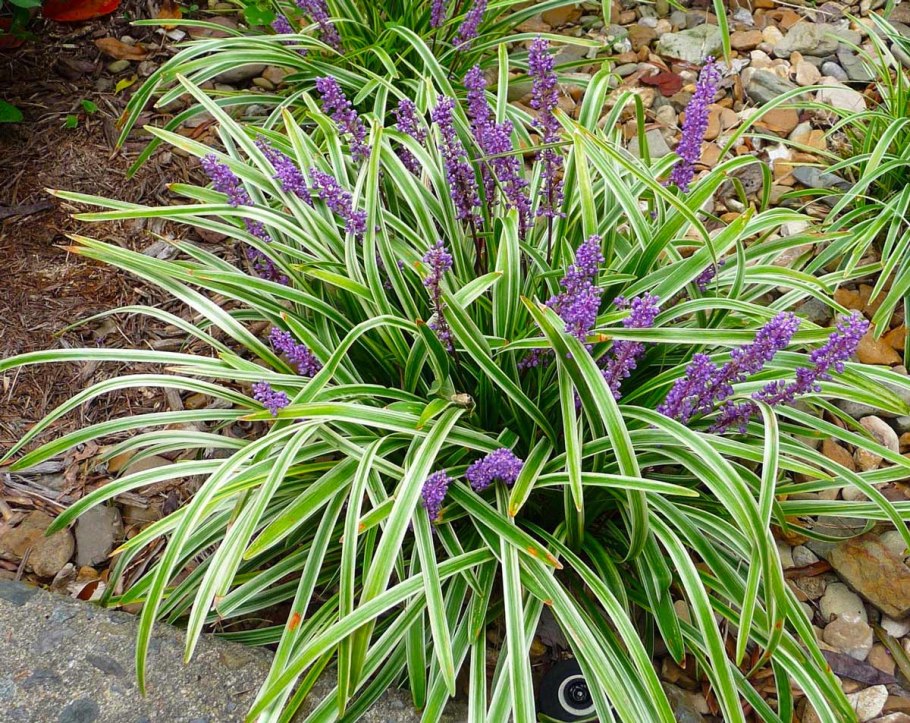 Лириопе мускари