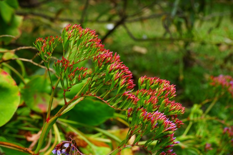Kalanchoe blossfeldiana