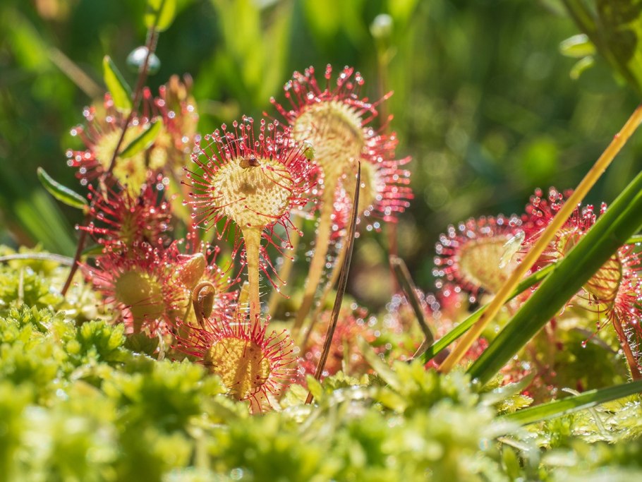 Болотные растения росянка