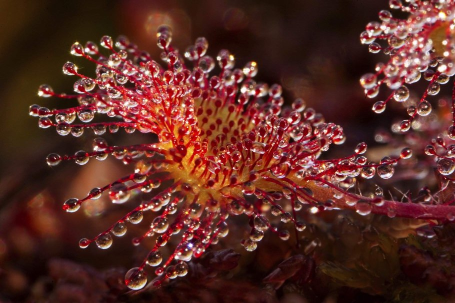 Росянка (drosera)