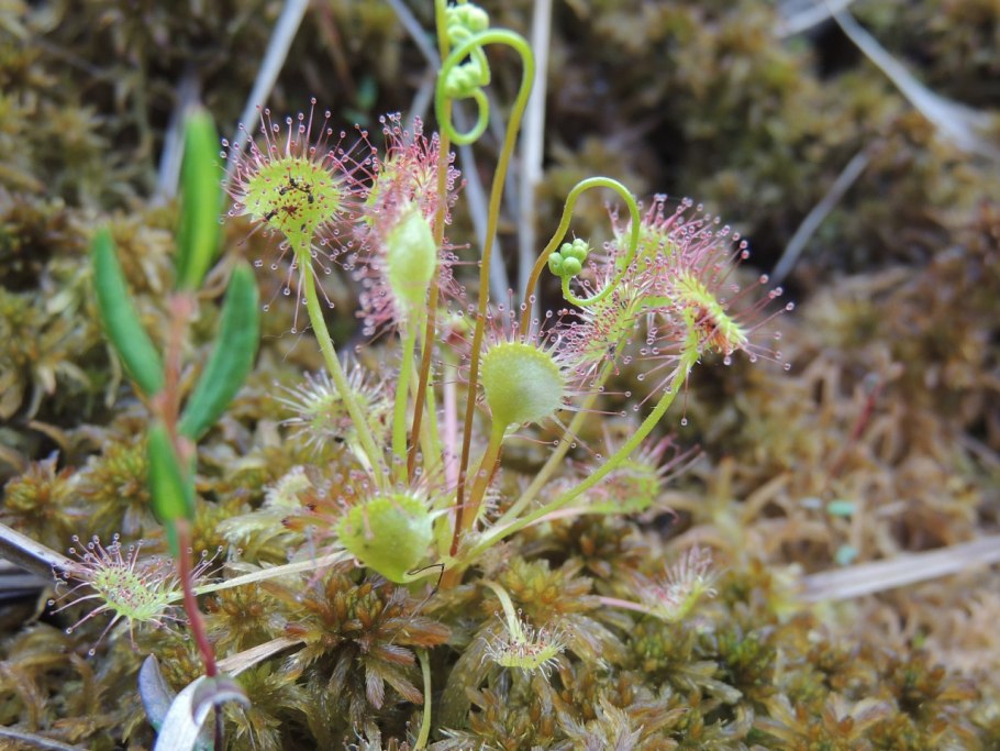 Sundew19 2021