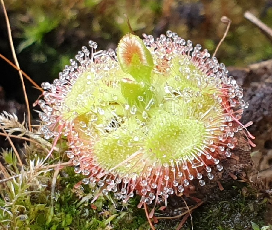 Drosera filiformis