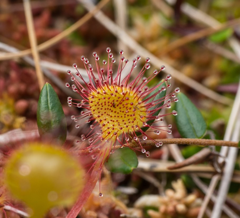 Росянка шпательная