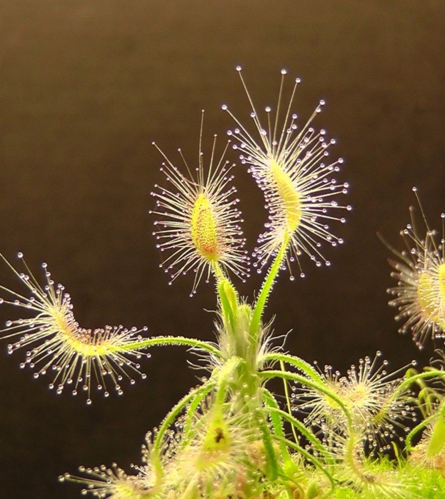 Росянка капская