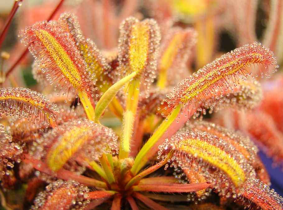 Drosera capensis