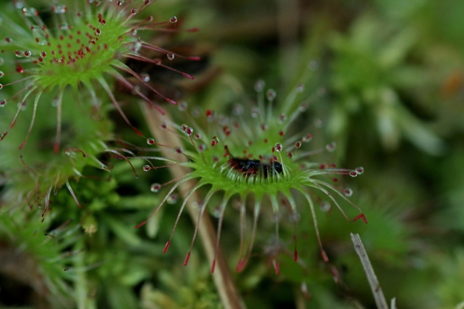 Росянка андромеда