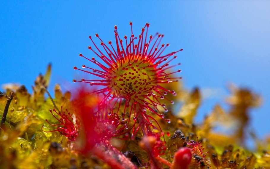 Росянка болотная