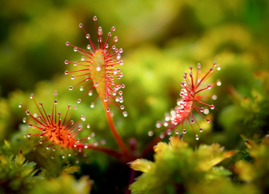 Росянка Королевская