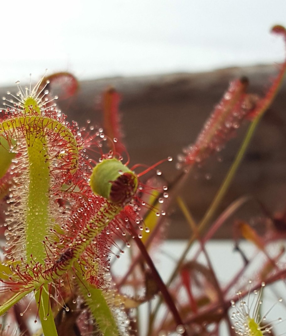 Росянка капская