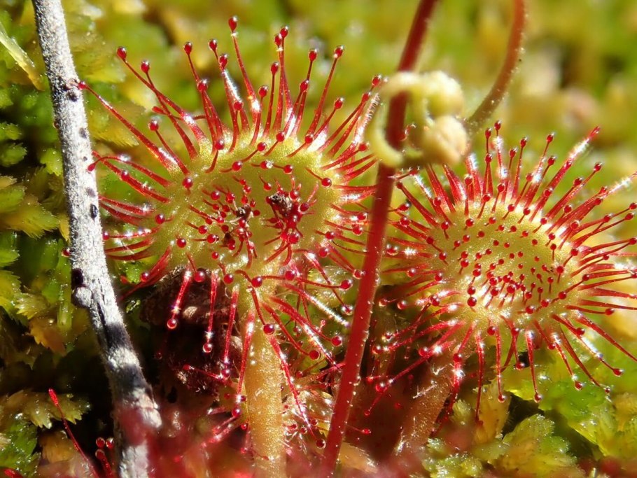 Насекомоядная росянка круглолистная