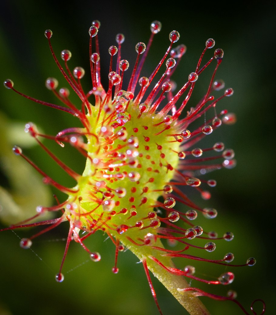 Росянка растение хищник