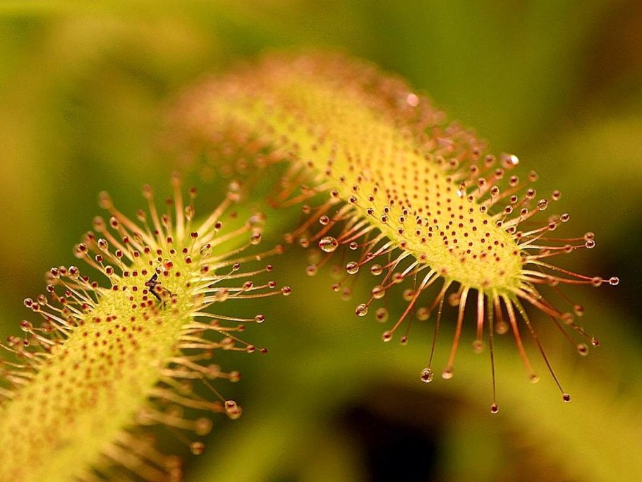 Росянка мухоловка