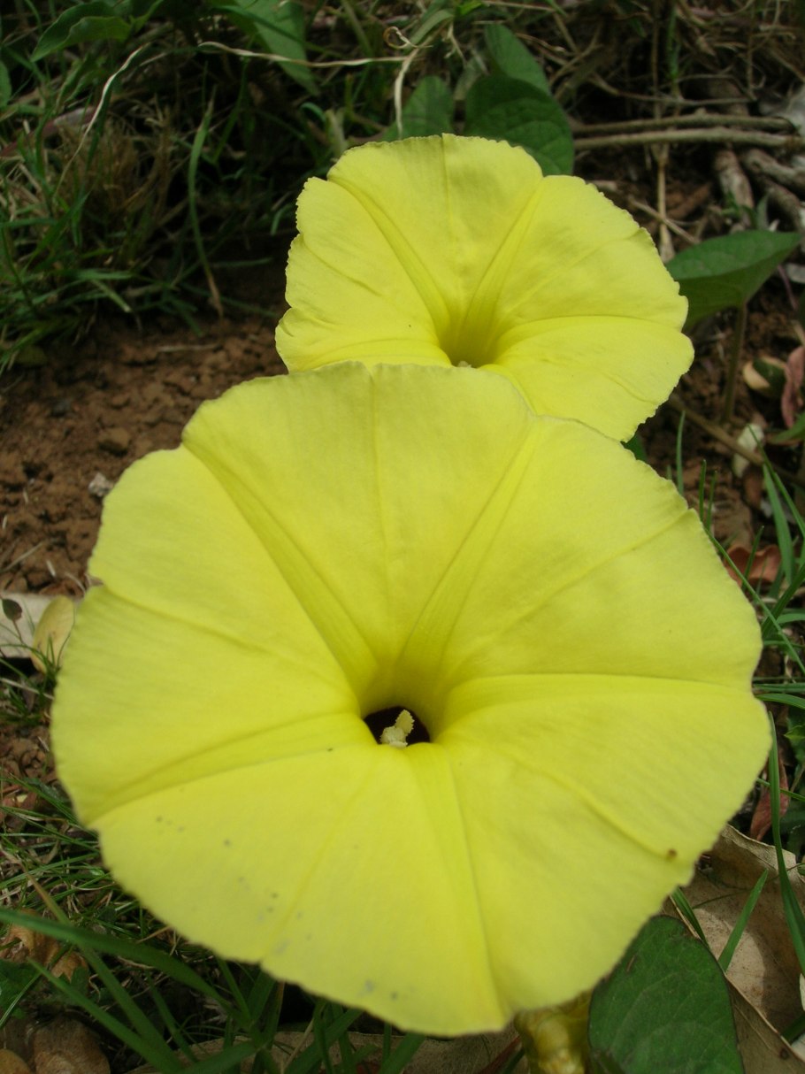 Ipomoea Biloba