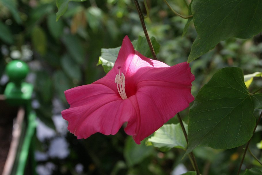 Turbina inopinata растение