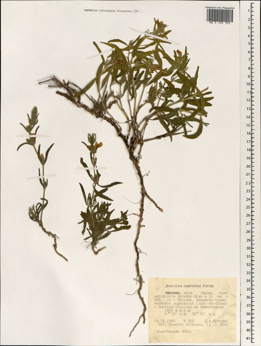 Барбея маслиновидная