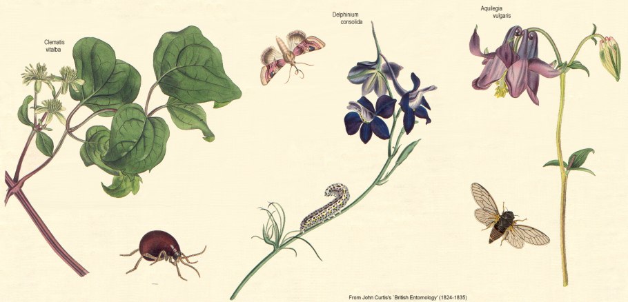 Плод у семейства Ranunculaceae